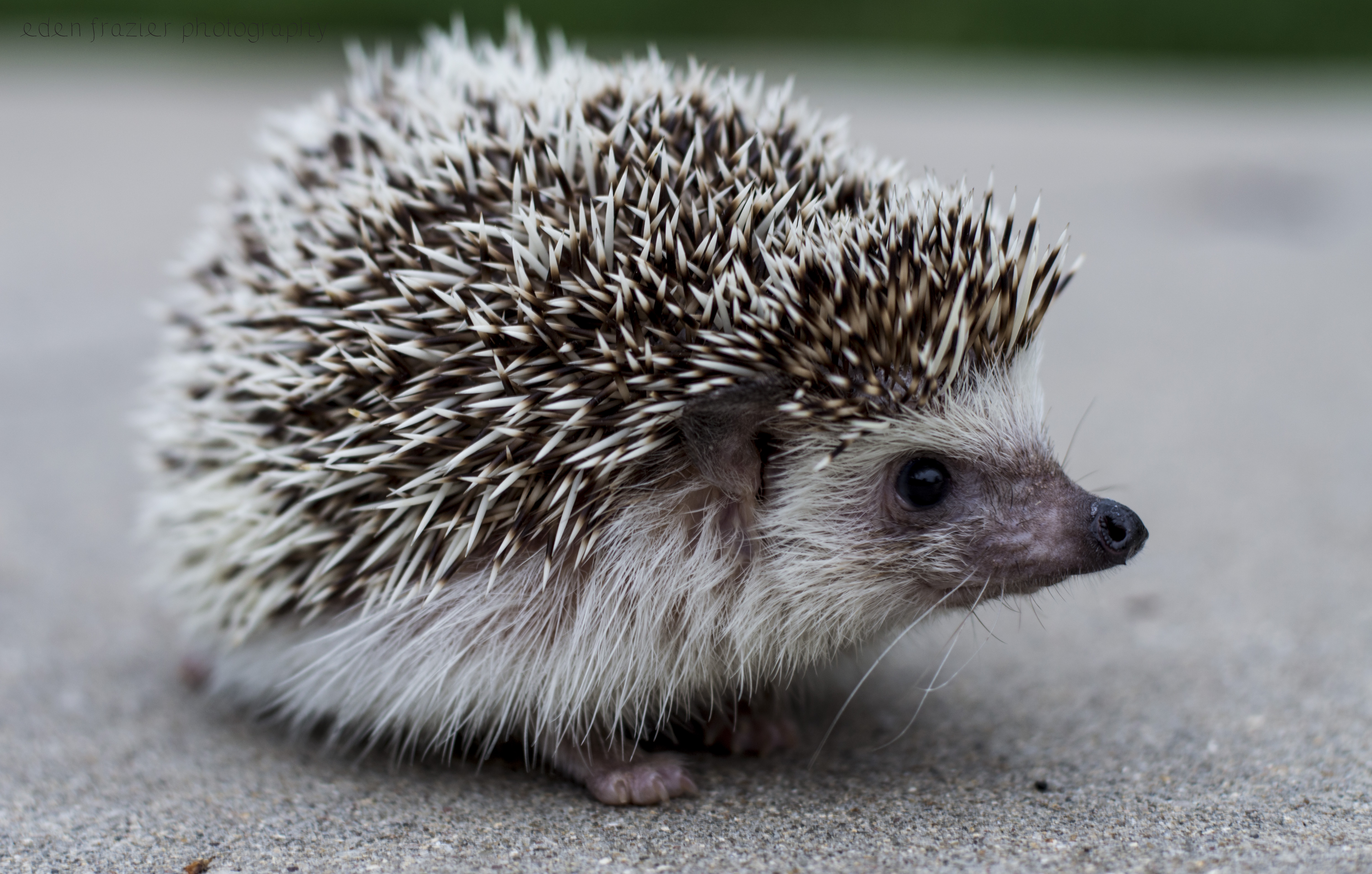 Hedgehog Photography